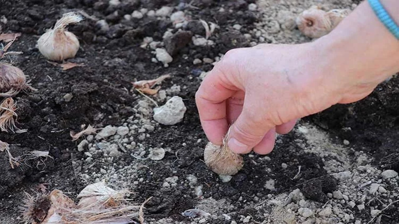 Tohumunu bulup eken hasat sonrası zengin oluyor… En faydalı bitkiymiş