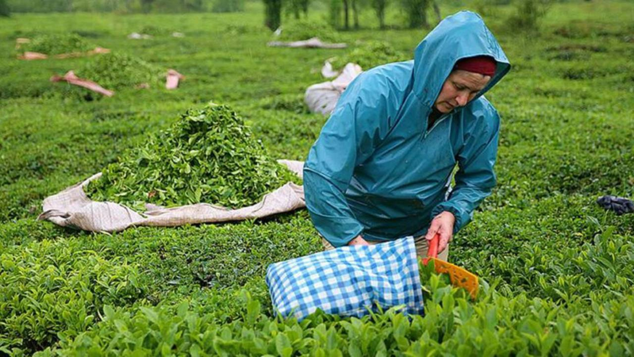 Yaş çay alımı başladı