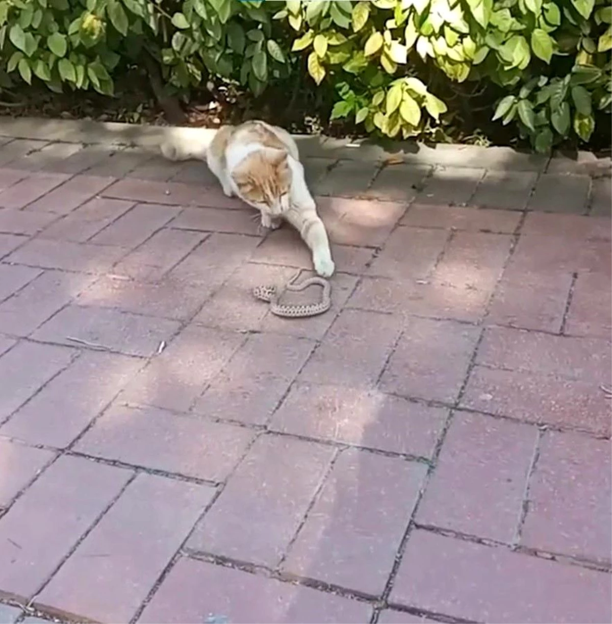 Kırşehir’de kedi ile yılanın kavgası kameraya yansıdı