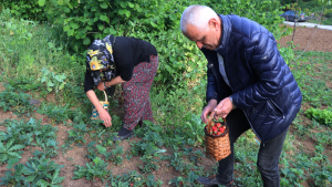 Zonguldak’ta kazancı bol hasat başladı, üretici tavsiye etti: Kilosu 150 TL!