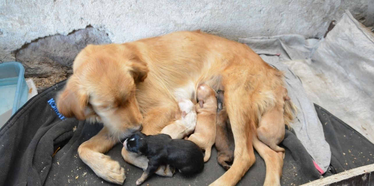 Ekonomi unutuldu!: Gündem sokak hayvanları!