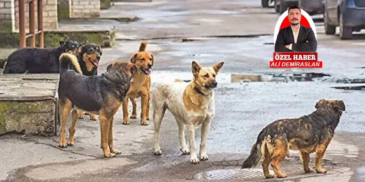 Ankara’daki belediye başkanları hayvan katliamına ne dedi?