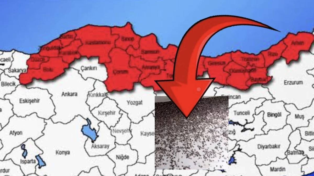 Yeni istila başladı! Esnaflar önce bulut sandı, gerçeği öğrenince kaçacak yer aradılar: Bir anda her yeri sardılar