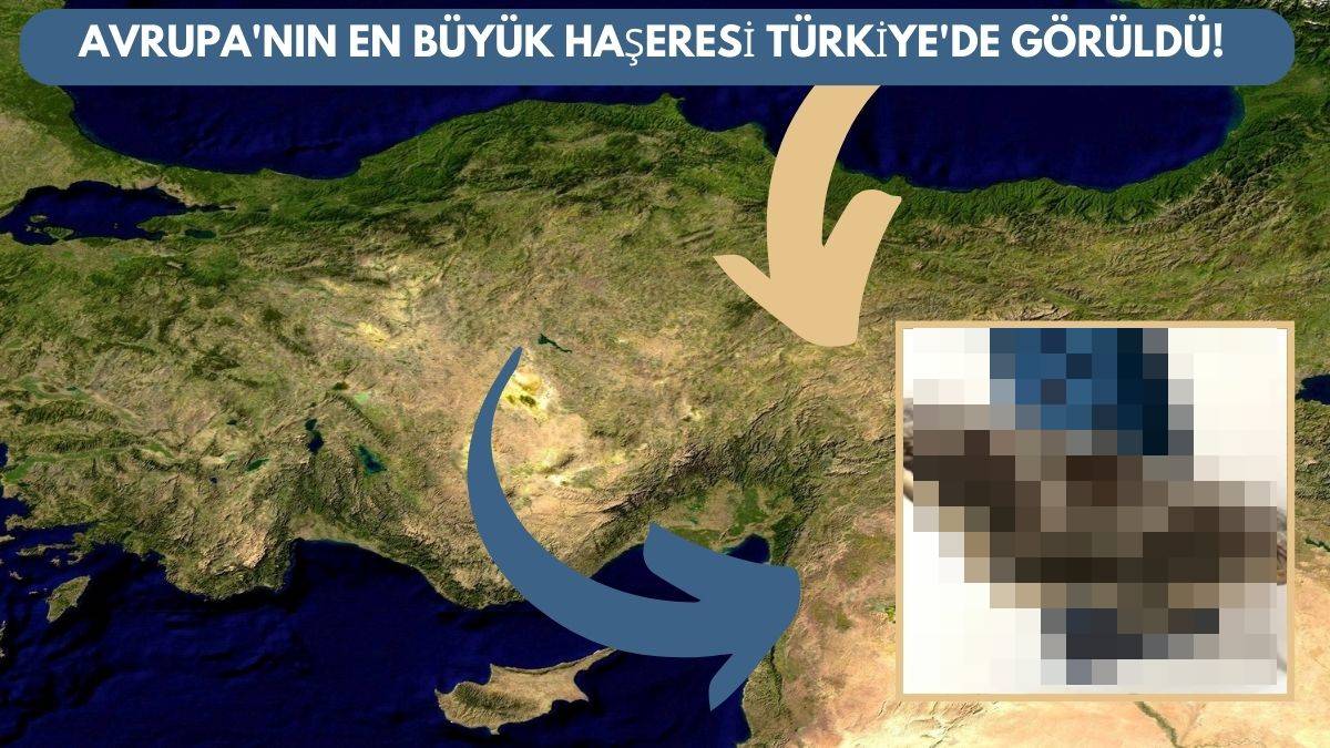 Avrupa’nın en büyük haşeresi Türkiye’de görüldü! Ekilen bitkilere zarar veriyor… O ilimizde ortaya çıktı