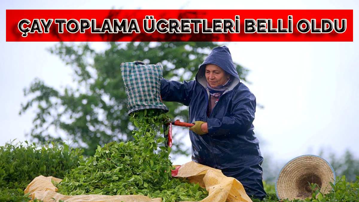 Çay toplama ücretleri belli oldu! Artık o rakamlarda ödeme yapılacak