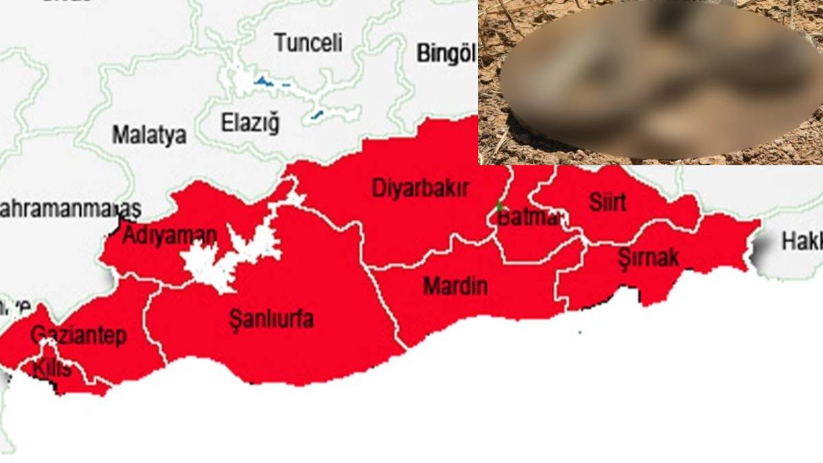 Mardin, Elazığ, Diyarbakır ve Bingöl’de yaşayanlar dikkat! İstilacı yaratık uyandı, tüm evlere girmeye başladı: Tam 2 metre…