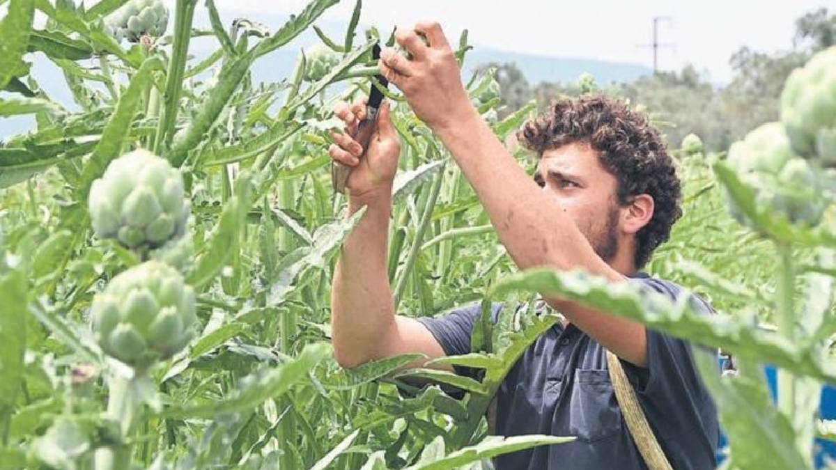 ‘Yeşil Altın’ olarak biliniyor, her köşede toplanıyor! Kazancı fazla şifası daha da fazla! Fiyatını boyutu belirliyor