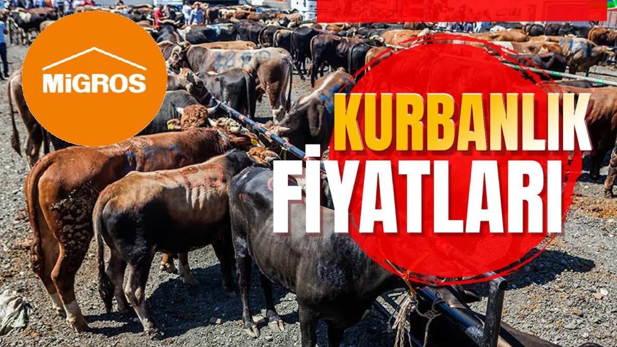 Migros 2024 kurbanlık fiyatları: Küçükbaş ve büyükbaş kurbanlık satışları başladı, işte fiyatları