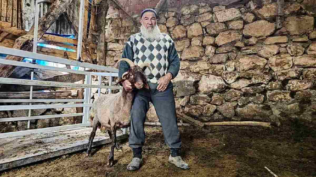 4 boynuzlu koç kurban için satışa çıktı! 2 yıldır böyle doğuyorlar: “75 yaşındayım ömrümde ilk kez gördüm”