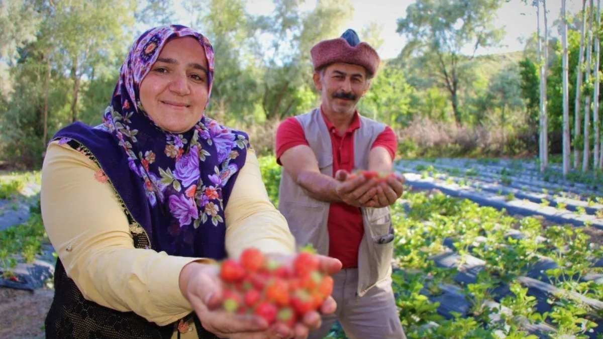 Daha hasat edilmeden satılıyor kilosu 400 TL’yi buluyor! Mayıs ayında toplanmaya başlıyor