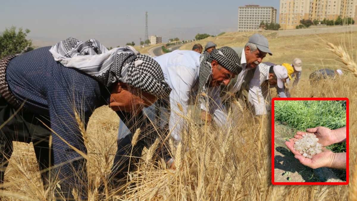 Fiyatlar düşmüştü bir de yağmur vurdu! Çiftçiler devlete destek çağrısı yaptı: Mahsullerin yarısı talan oldu