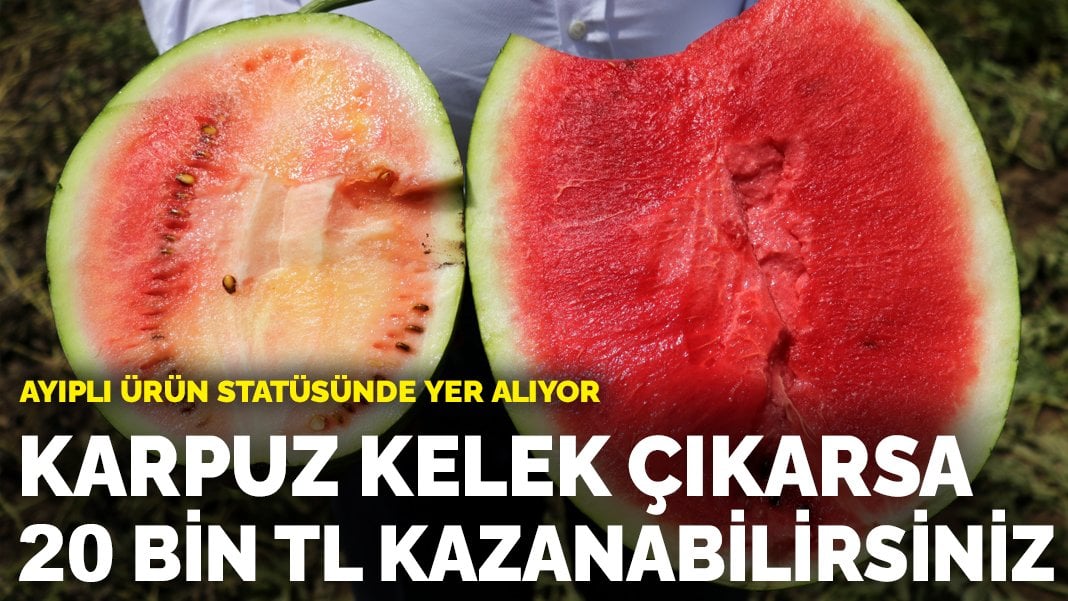 Ayıplı ürün statüsünde yer alıyor: Karpuz kelek çıkarsa 20 bin TL kazanabilirsiniz