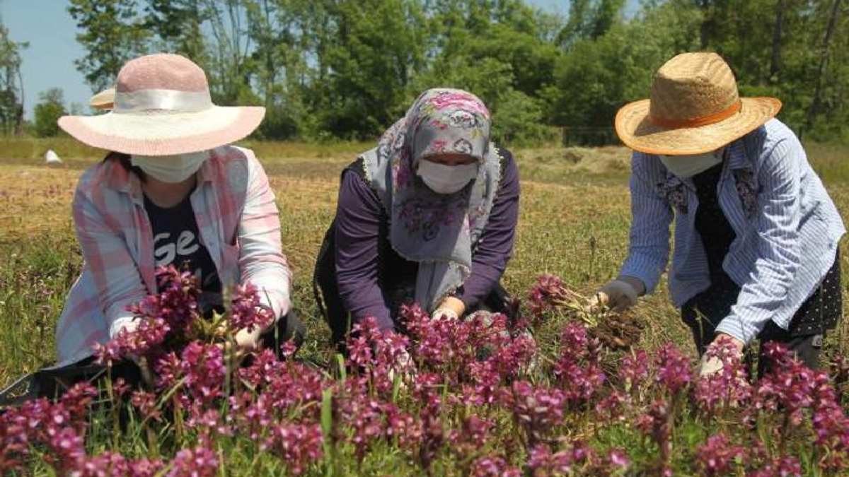 Samsun’un beyaz incisi olarak biliniyor! Sadece o ilçesinde yetişiyor, sağlığını düşünen ilçeye koşuyor