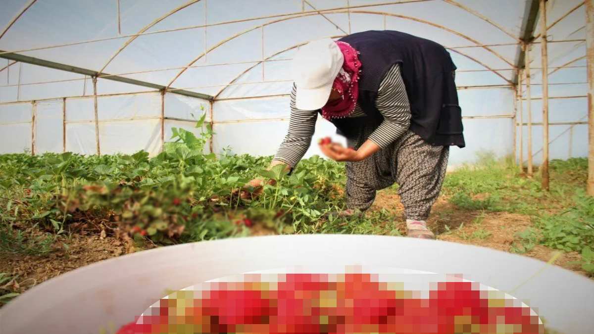 Örtü altında başladı, açık havaya taşındı! 10 ay devam ediyor fiyatı 100 TL’den 60 TL’ye düştü