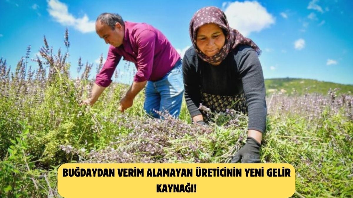 Hem atıl araziler değerleniyor hem de üretici kazanıyor! Silifke’de hummalı hasat: 72 üretici 72 dekarda çalışıyor