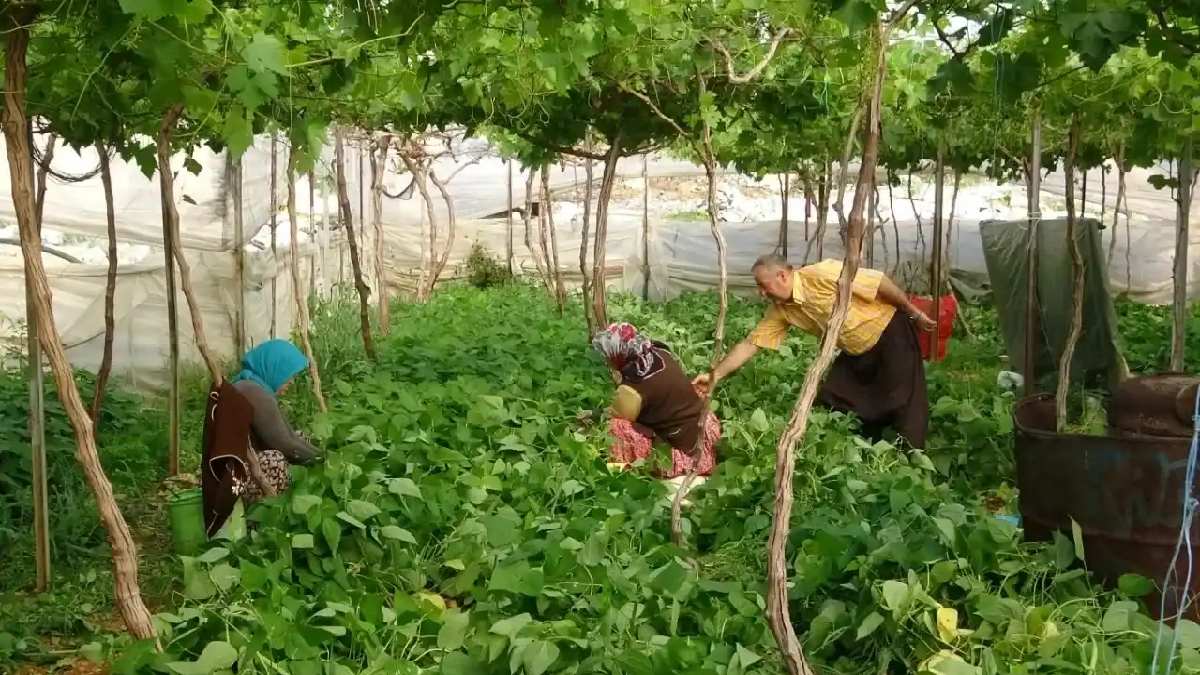 Üzüm bağlarının altında yetişen tek üründü, hasadı başladı! Pazara giden tezgahta kapışıyor, kilosu 70 TL