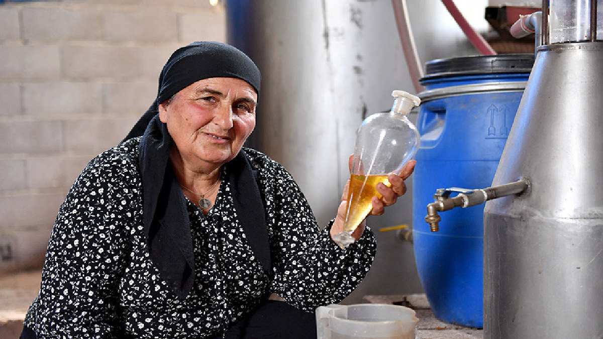 Elinde tutanın yüzü gülüyor, 1 şişesi servet değerinde satıyor! İlaç sektörüne yön veren hasat başladı