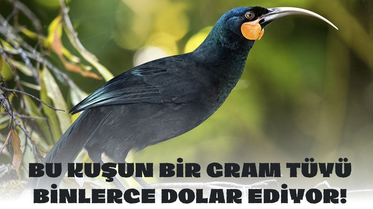 Bu kuşun tüyünü bulan servete konuyor! Bir gramı 5 bin 169 dolar… Dünyanın en pahalı tüyü oldu