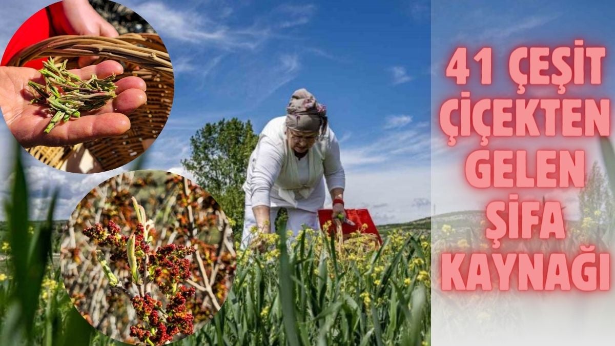 Oğlunu kaybedince kendini dağlara vurdu, şifayı orada buldu! 41 çeşit çiçek toplayıp yapıyor: Tamamen organik