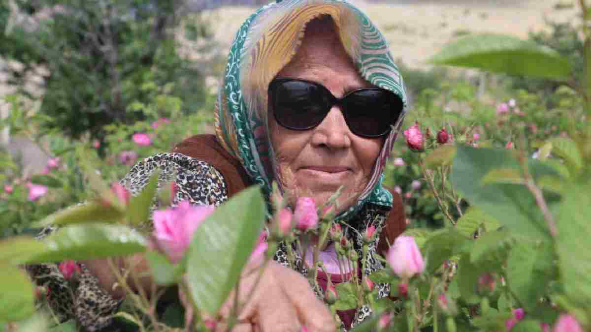 Bulgaristan’dan bastonun içinde gelen 136 yıllık tohum! Ispartalılar o üretim geleneğini sürdürüyor, herkese gelir oluyor