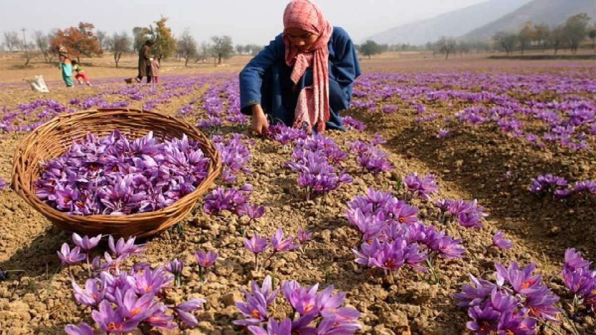 Ona Türklerin milli bitkisi deniyor, yılda bir kez hasat ediliyor! Yetiştiren zenginliğin anahtarını buluyor! Kilosu 600 bin TL