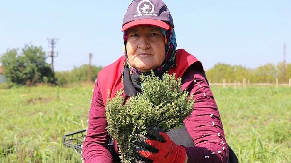 Hekimlerin bir numaralı ilacı! En iyisi Denizli’de yetişiyor, dünyanın ihtiyacını karşılıyor! Kahvaltılardan eksik etmeyin