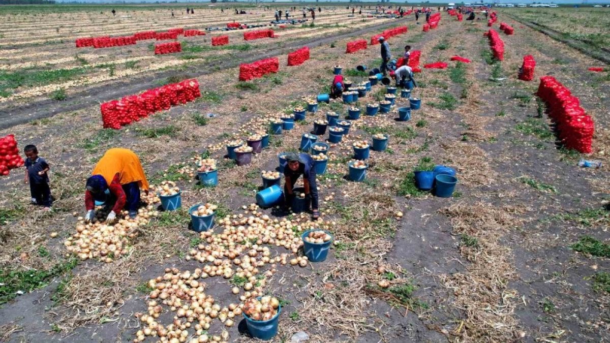 Kilosu 5 liraya düştü, duyan koştu! Dönüm başına 6 ton verim, oraya giden 10 lira daha ucuza alıyor