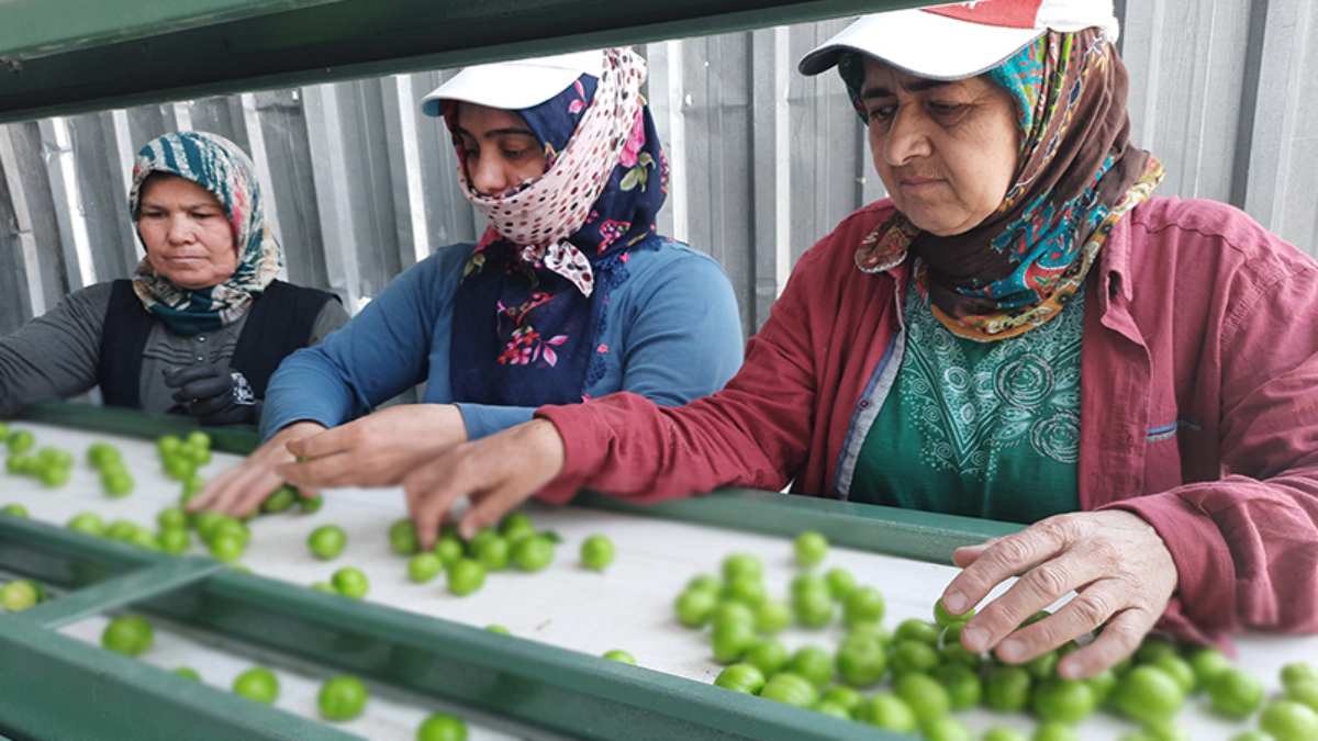 Boyutuna göre ayrılıyor! Fiyatı 350 TL’ye kadar çıkıyor! Rusya, Dubai, Avrupa’nın gözü Türkiye’den ayrılmıyor