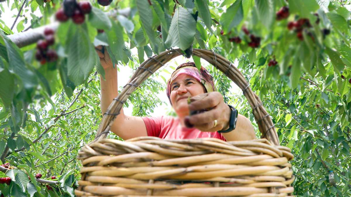 Hasat başladı fiyatlar şaşırttı! Bahçede 45 TL, markette 199 TL! Bu fırsatçılık değil de ne?