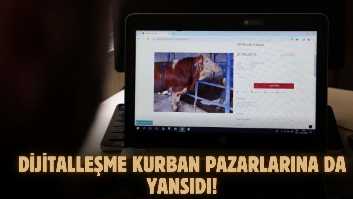 Türkiye’de kurbanlık satışında bir ilk! Sivaslı işletmeci dijital kurban pazarı kurdu: Yerinizden bile kalkmadan…