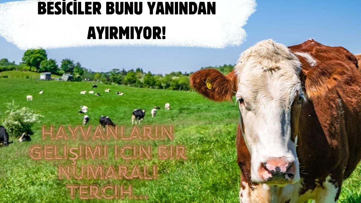 Besiciler depolarına stok yapıyor! Bunu yiyen hayvana hastalık, dert uğramıyor: Kilosu sadece 4 lira