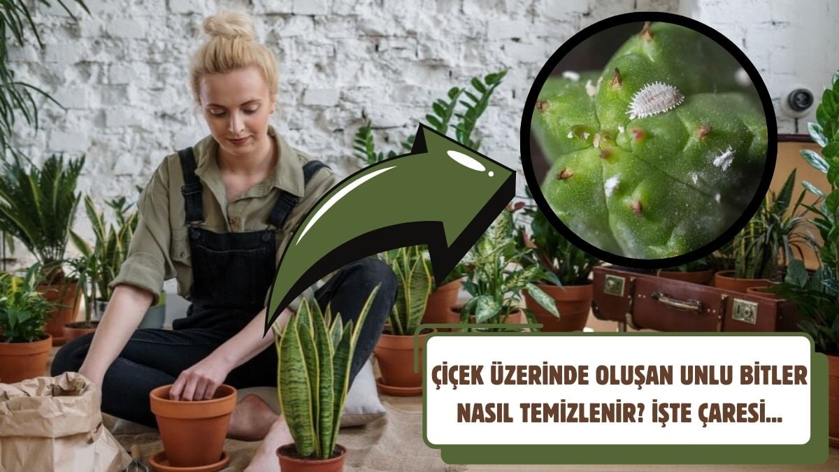 Çiçek üzerinde oluşan unlu bitler nasıl temizlenir? Unlu bitlerden hemen kurtaran yöntem…