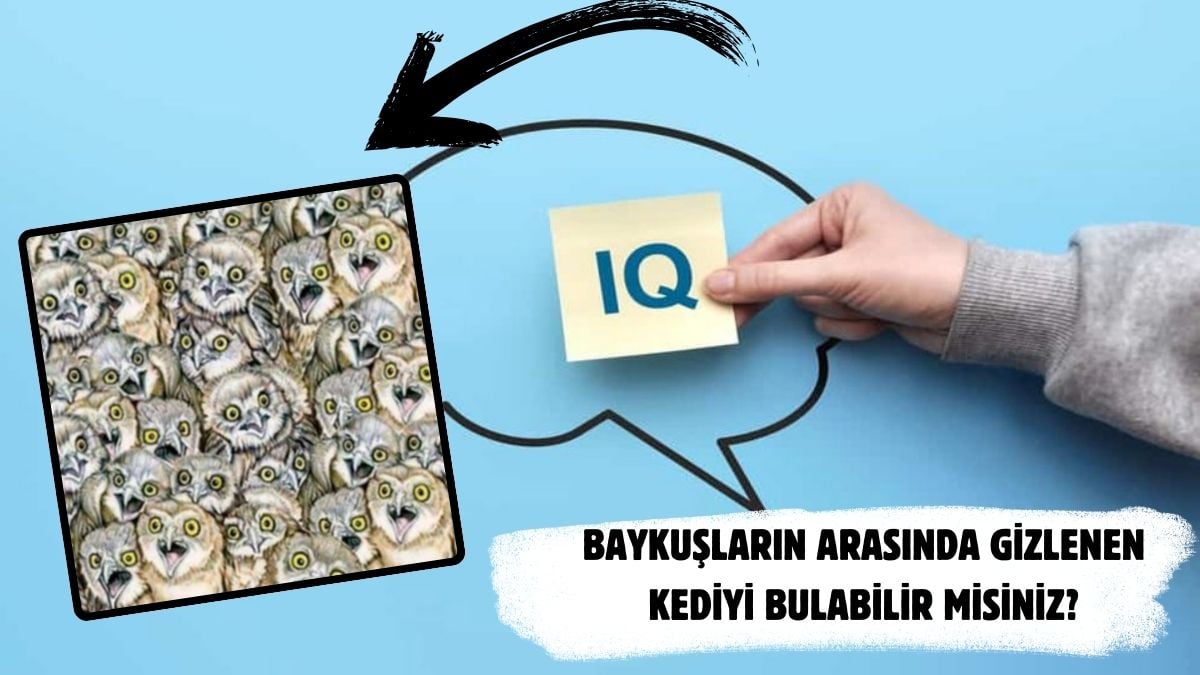 Zeka testi: Baykuşların arasındaki gizli kedi nerede? Sadece IQ seviyesi 140’dan fazla olanlar 7 saniyede görüyor…