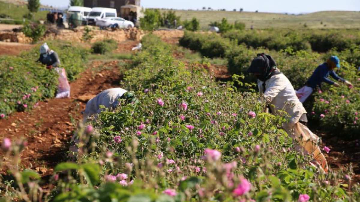 Mardin’de kollar sıvandı, hasat başladı! Berdan Mardini’nin fabrikasına gidecek! Litresi binlerce TL kazandırıyor