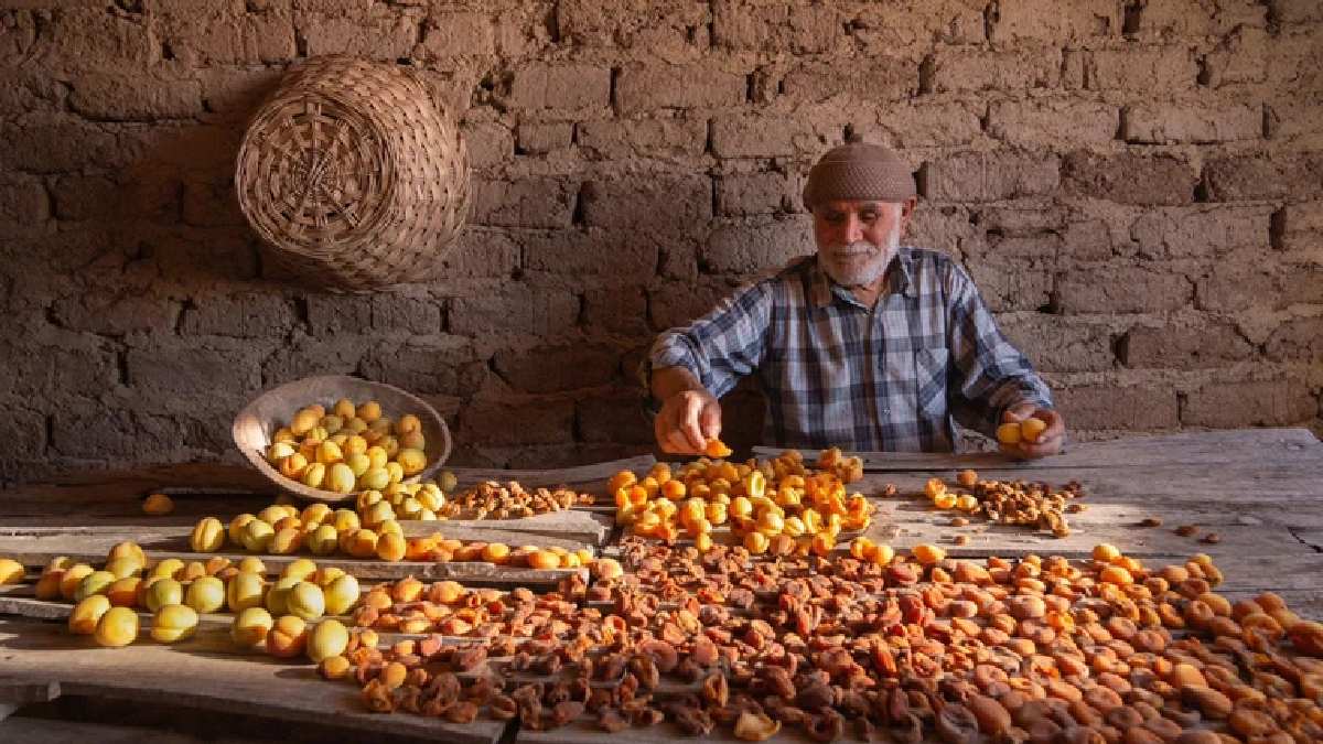 Türkiye’nin tarım ambarında üretiliyor, 20 Hazirana kadar sürüyor! Kilosu 50 TL’ye satılıyor, 120 bin ton rekolte bekleniyor