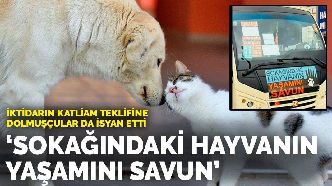 İktidarın katliam teklifine dolmuşçular da isyan etti: Sokağındaki hayvanın yaşamını savun