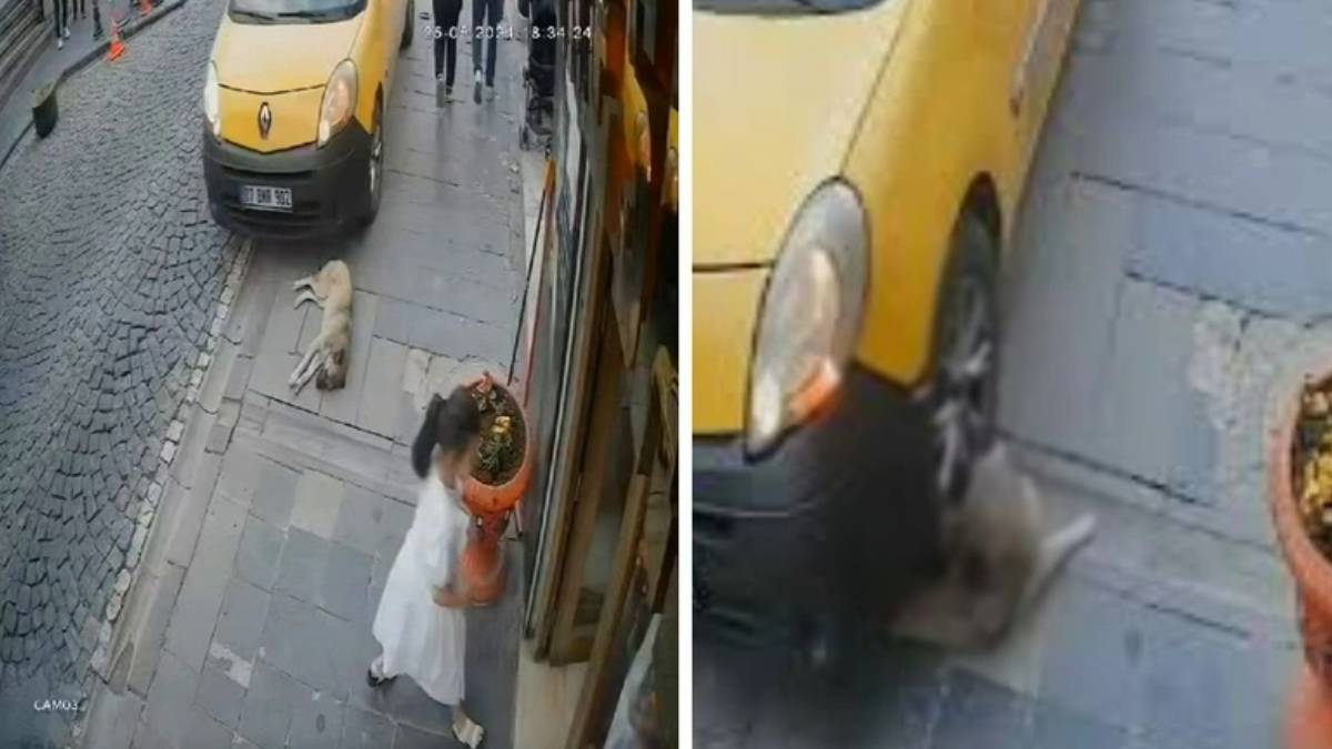 Taksici kaldırımda uyuyan köpeği ezdi