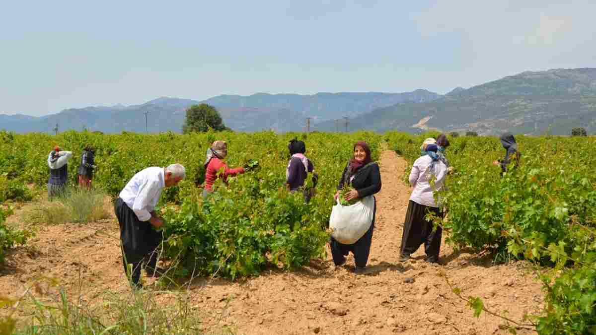 Sabah erkenden topluyorlar, meyvesinden yaprağına kadar satıyorlar! İlçenin en iyi gelir kaynağında hasat zamanı geldi