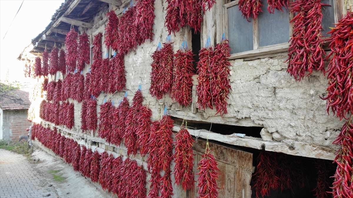 Tatlı tatlı ekilip acı acı çıkıyor! Toplanıp ipe geçiriliyor, en lezzetlisi Çukurören’de bulunuyor!Balkonların doğal süsü oluyor