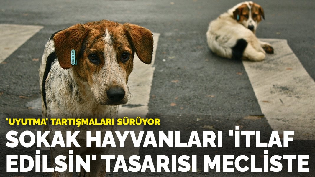 Sokak hayvanları ‘itlaf edilsin’ tasarısı TBMM’ye sunulacak