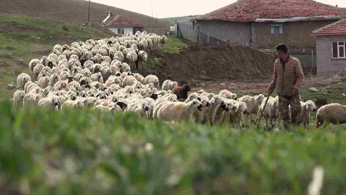 ‘Bir sürü nedenim’ var dedi, öğretmenliği bıraktı kendini koyunlarına adadı! 14’le başladı önce 100’e ardından 500’e çıkardı