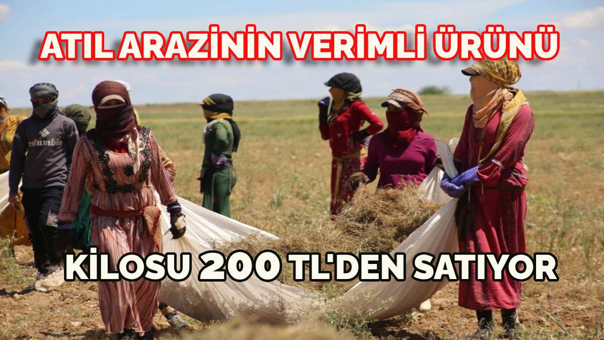 Suriye sınırındaki atıl arazilerde yetişiyor! Güneşte kuruyup biçerdöverden geçiyor! Kilosu 200 TL’den ilaç niyetine satılacak