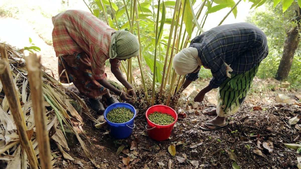 Ona ‘Baharatların kraliçesi’ deniyor, aktarlarda yok satıyor! Kökeni Asya’ya dayanıyor, şifası tüm dünyayı ayağa kaldırıyor