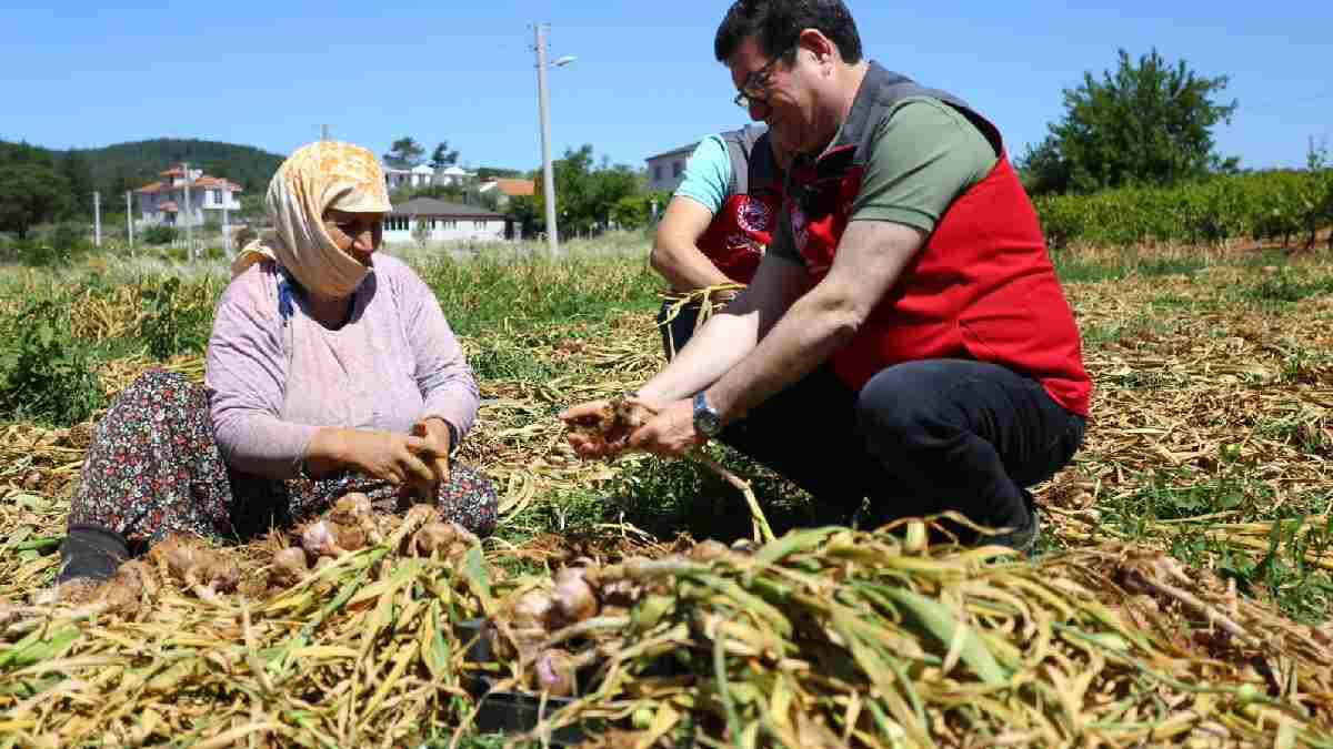 Muğla’da üretiliyor isteyene kuru isteyene taze veriliyor! 1 dekardan 1000 kg’dan fazla verim: Kilosu 350-400 TL’den gidiyor