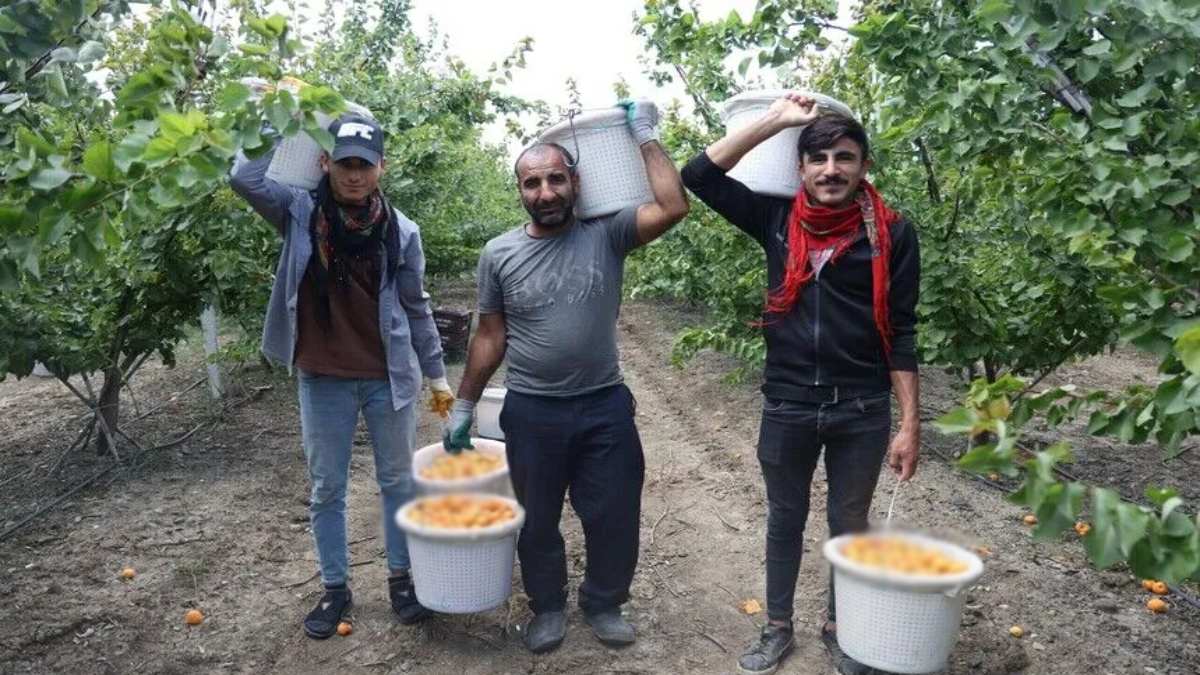 Deprem bölgesinde verimli hasat! Yurt dışında 25, yurt içinde 20 TL’ye satıyor! Kazancı asgari ücretten fazla