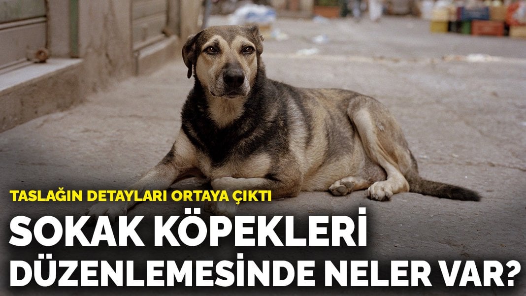 Taslağın detayları ortaya çıktı: Sokak köpekleri düzenlemesinde neler var?