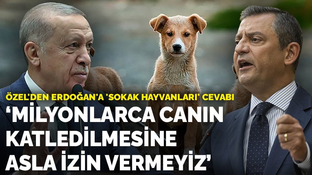 Özel’den Erdoğan’a ‘sokak hayvanları’ cevabı: Milyonlarca canın katledilmesine izin vermeyiz