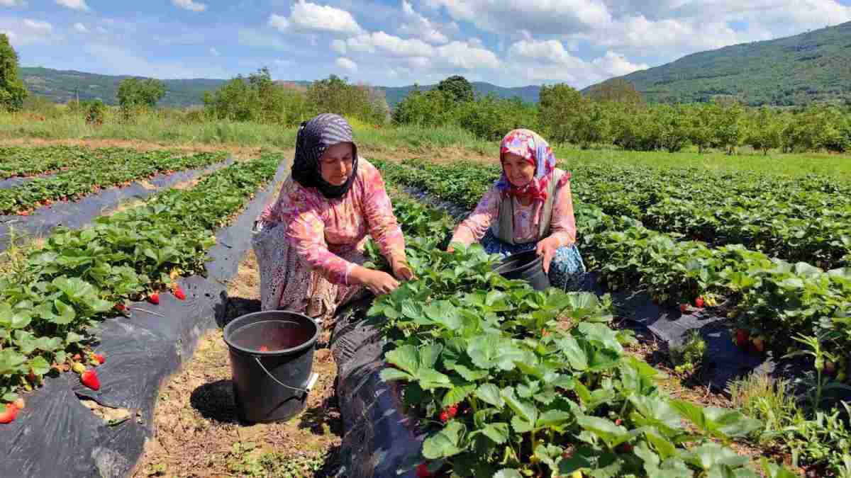 Kırmızı elmas diyorlar sadece bundan para kazanıyorlar! 13 bin dekara ekip yılda 7 kez hasat ediyorlar..