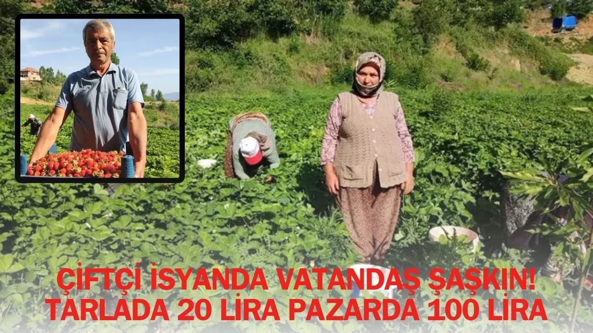 Tarlasına bunu eken yandı! Fiyatı düştükçe düşüyor, tarlada 20 pazarda 100 lira: Çiftçi isyan etti