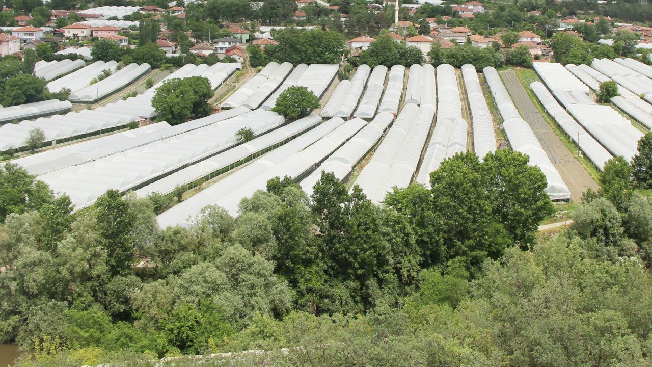 Amasya’da duyulmamış hasat başladı, 100 bin ton rekolte bekleniyor: Kilosu 20 TL!